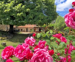 Under The Lime Tree, Poitou-Charentes, Cellefrouin